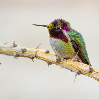 Costas Hummingbird - Howard Hunt